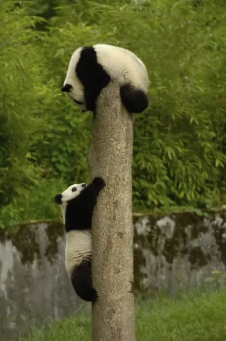 Framed Print : Giant panda Framed Print : Giant panda