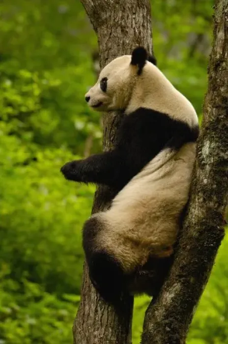 Framed Print : Giant panda (Ailuropoda Framed Print : Giant panda (Ailuropoda