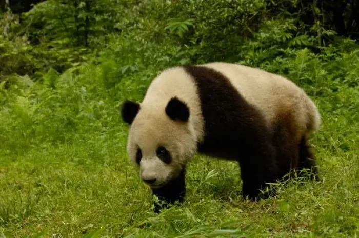Framed Print : Giant panda (Ailuropoda Framed Print : Giant panda (Ailuropoda