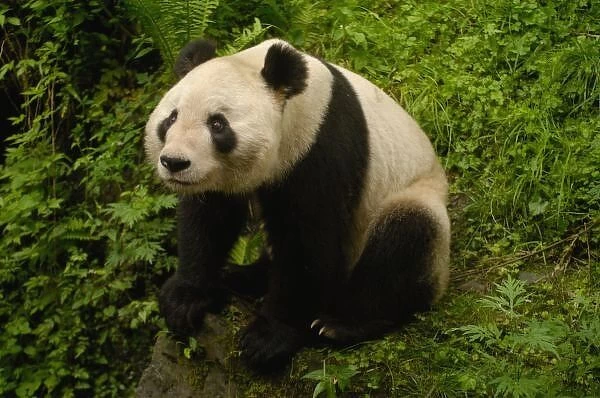 Giant panda (Ailuropoda melanoleuca) Family: Ailuropodidae. Wolong China Conservation