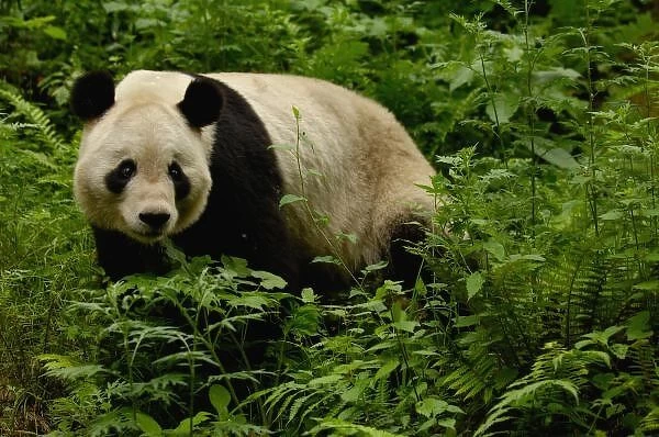 Giant panda (Ailuropoda melanoleuca) Family: Ailuropodidae. Wolong China Conservation