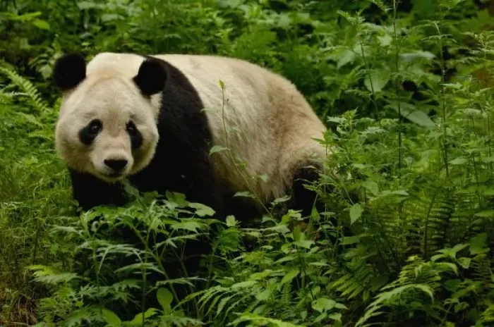 Framed Print : Giant panda (Ailuropoda melanoleuca) Family: Ailuropodidae. Wolong China Conservation