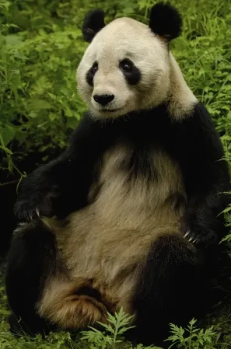 Framed Print : Giant panda (Ailuropoda melanoleuca) Family: Ailuropodidae. Wolong China Conservation Framed Print : Giant panda (Ailuropoda melanoleuca) Family: Ailuropodidae. Wolong China Conservation