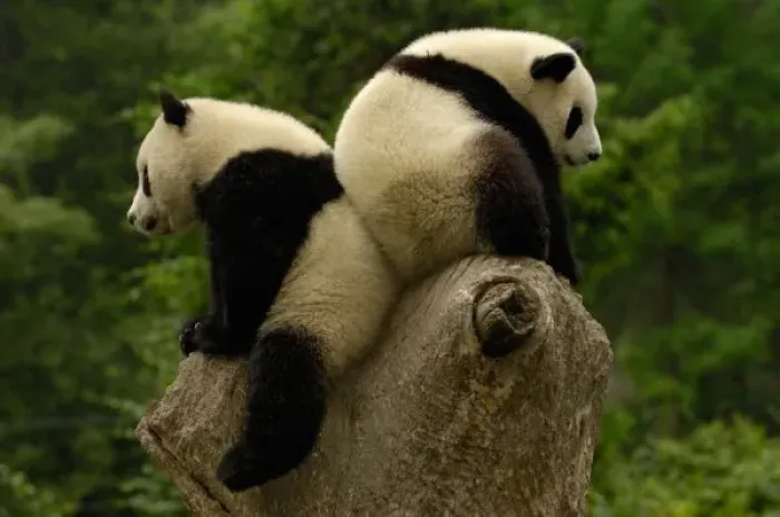 Framed Print : Giant panda babies Framed Print : Giant panda babies