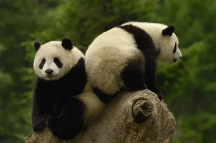 Framed Print : Giant panda babies Framed Print : Giant panda babies