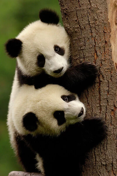 Giant panda babies (Ailuropoda melanoleuca) Family: Ailuropodidae.