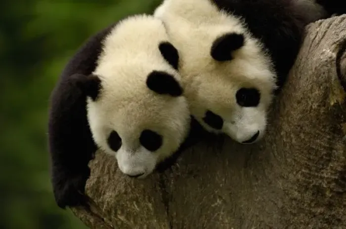 Framed Print : Giant panda babies Framed Print : Giant panda babies