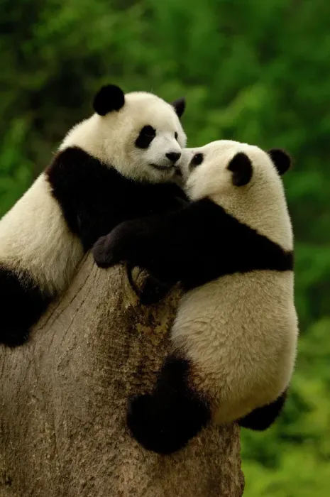 Framed Print : Giant panda babies