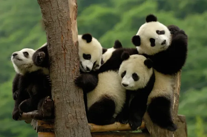 Framed Print : Giant panda babies