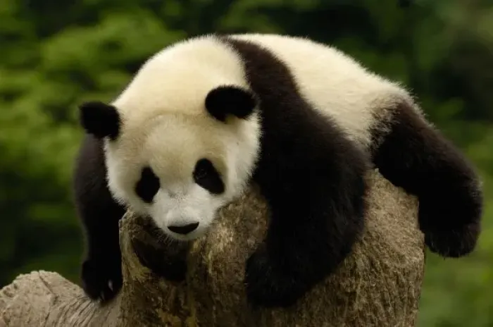 Framed Print : Giant panda baby