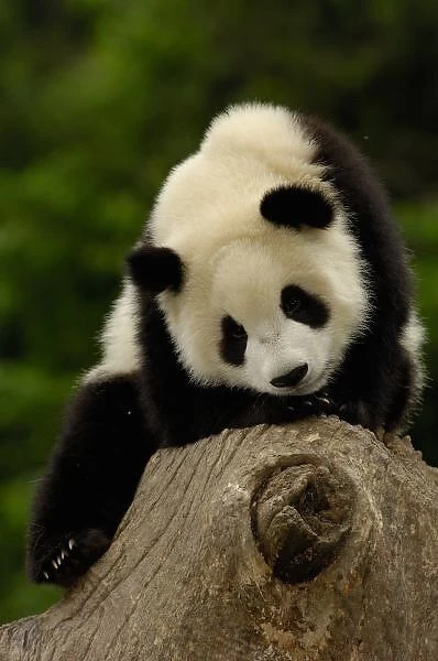 Giant panda baby (Ailuropoda melanoleuca) Family: Ailuropodidae.