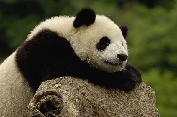 Giant panda baby