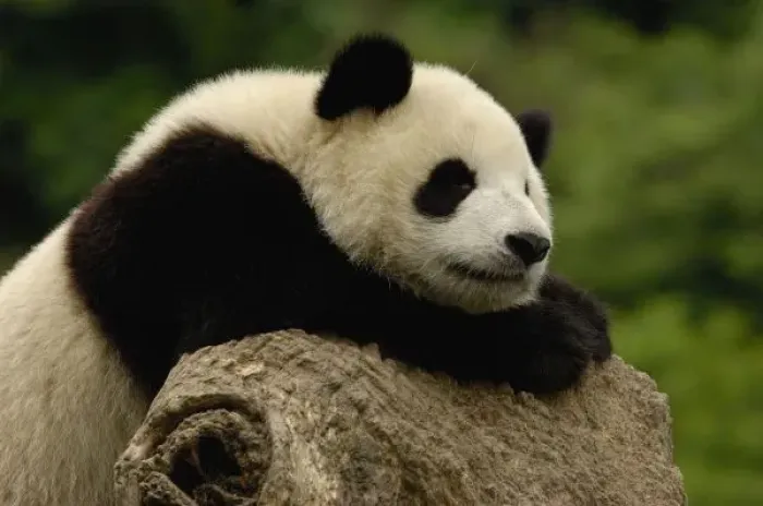 Framed Print : Giant panda baby Framed Print : Giant panda baby