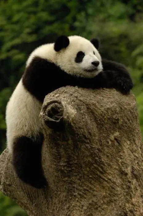Framed Print : Giant panda baby Framed Print : Giant panda baby