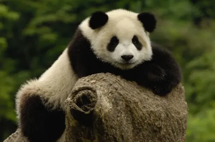 Framed Print : Giant panda baby Framed Print : Giant panda baby