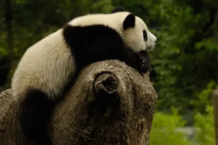 Framed Print : Giant panda baby Framed Print : Giant panda baby