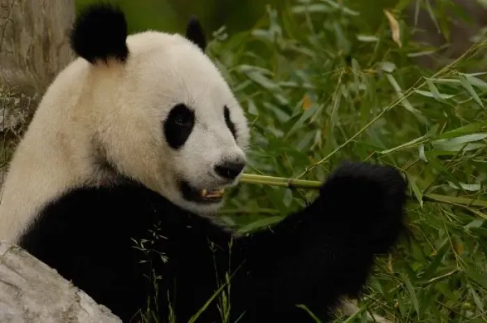 Framed Print : Giant panda baby