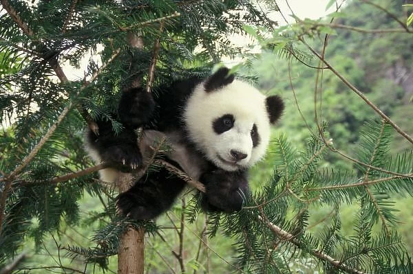 Giant Panda cub climbs a tree, Wolong Valley, Sichuan Province, China
