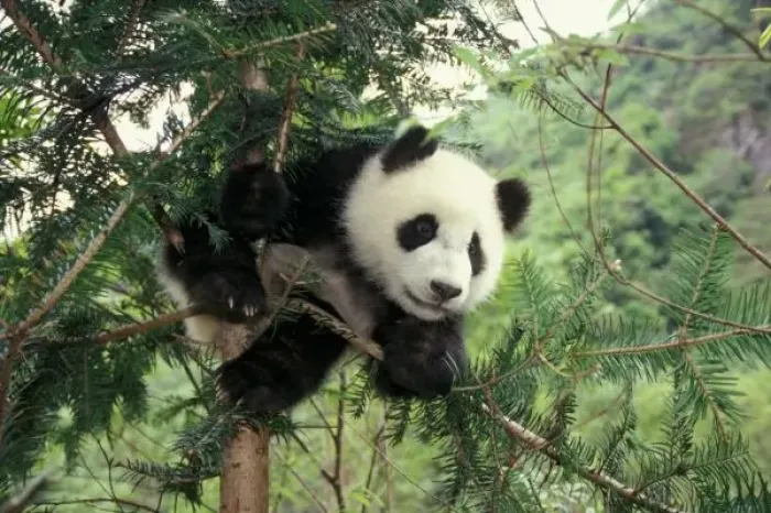 Framed Print : Giant Panda cub climbs a tree, Wolong Valley, Sichuan Province, China Framed Print : Giant Panda cub climbs a tree, Wolong Valley, Sichuan Province, China