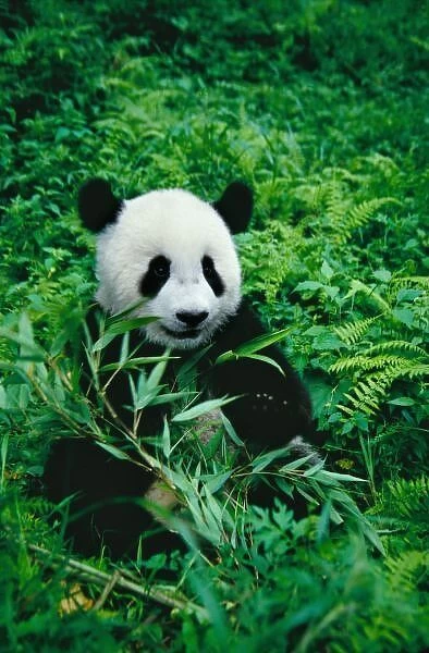 Giant Panda cub eats bamboo in the bush, Wolong Panda Reserve, Sichuan, China