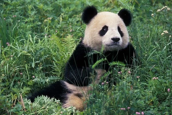 Giant panda in the grass, Wolong Valley, Sichuan Province, China