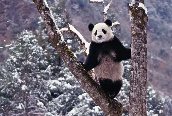 Giant Panda standing on tree, Wolong, Sichuan, China