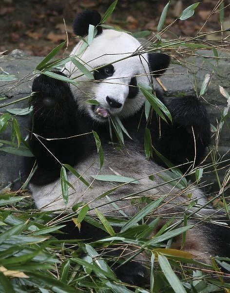 Giant pandas at the Giant Panda Protection & Research Center near Chengdu China
