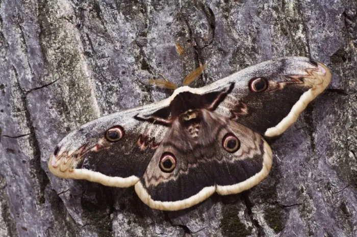 Framed Print : Giant Peacock Moth, Saturnia pyri, adult on bark, Europes largest moth, National