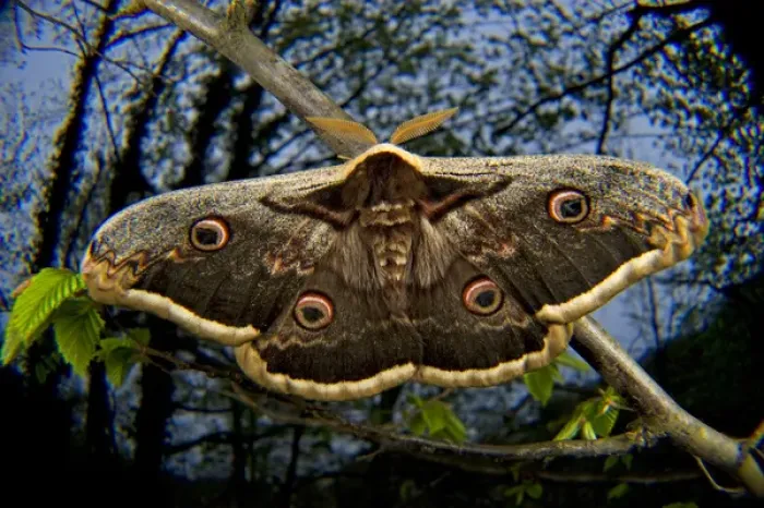 Framed Print : The Giant Peacock Moth (Saturnia pyri), has a range that includes the Iberian Peninsula Framed Print : The Giant Peacock Moth (Saturnia pyri), has a range that includes the Iberian Peninsula