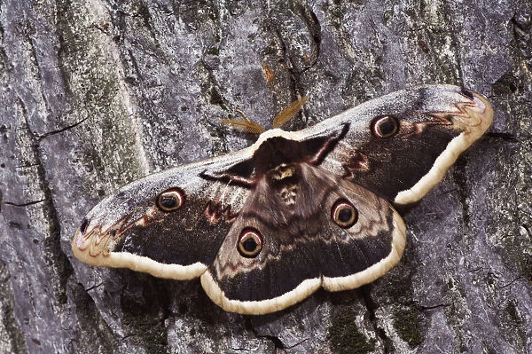 Giant Peacock Moth, Saturnia pyri, adult on bark, Europes largest moth, National