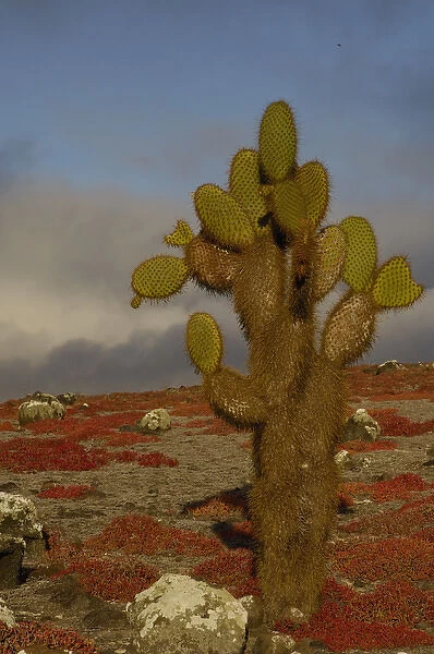 Giant Prickly Pear Cactus (Opuntia echios) and Sea Purslane (Sesuvium portulacastrum)