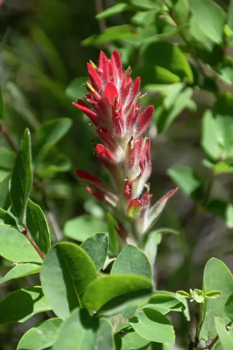 Framed Print : Giant red Indian paintbrush, Lakeshore Trail, Colter Bay, Grand Tetons National Park, Wyoming, USA