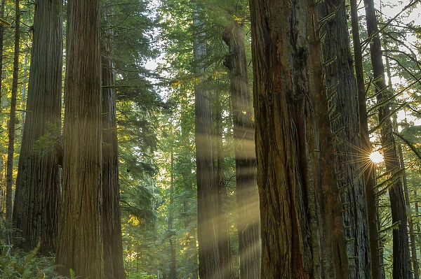 Giant redwood forest in Jebediah, Smith State Park and Redwoods National Park, California