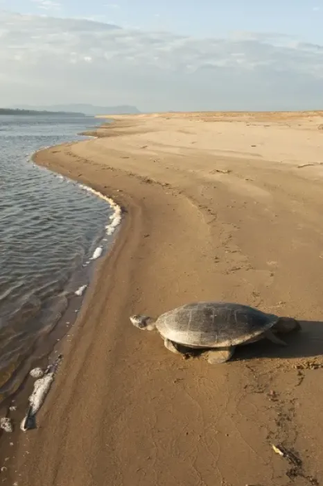 Framed Print : Giant River Turtle (Podocnemis expansa) after laying eggs and ID marked returns to river