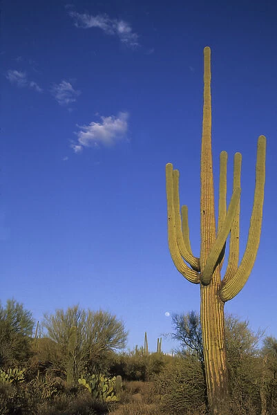 Giant saguaro cactus (Cereus giganteus), Saguaro National Park, Tucson, Arizona