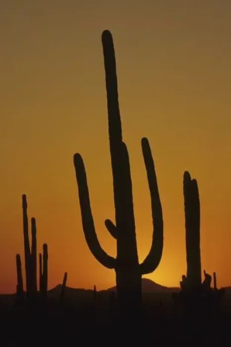 Framed Print : Giant saguaro cactus (Cereus giganteus), Saguaro National Park, Tucson, Arizona Framed Print : Giant saguaro cactus (Cereus giganteus), Saguaro National Park, Tucson, Arizona