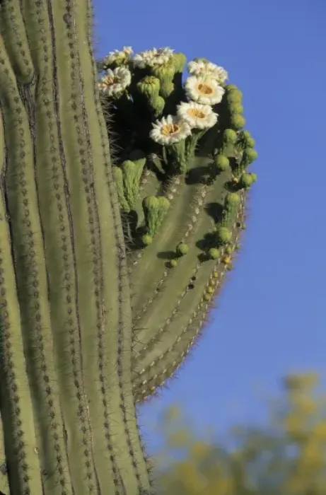 Framed Print : Giant saguaro cactus (Cereus giganteus) in bloom, Saguaro National Park, Tucson, Arizona Framed Print : Giant saguaro cactus (Cereus giganteus) in bloom, Saguaro National Park, Tucson, Arizona