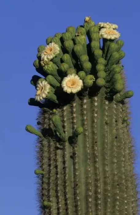 Framed Print : Giant saguaro cactus (Cereus giganteus) in bloom, Saguaro National Park, Tucson, Arizona Framed Print : Giant saguaro cactus (Cereus giganteus) in bloom, Saguaro National Park, Tucson, Arizona