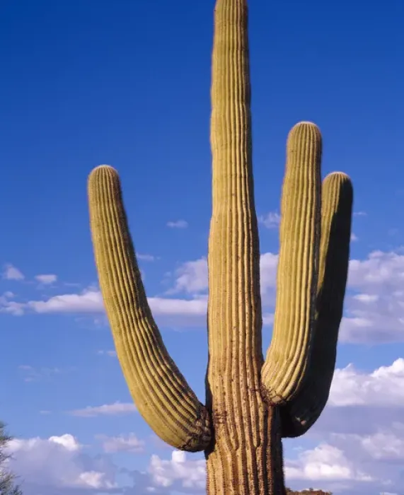 Framed Print : Giant Saguaro cactus against an evening sky in Organ Pipe Cactus Nat l Park, AZ Framed Print : Giant Saguaro cactus against an evening sky in Organ Pipe Cactus Nat l Park, AZ