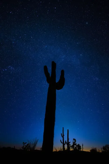 Framed Print : A giant saguaro cactus silhouettes in the clear Arizona evening
