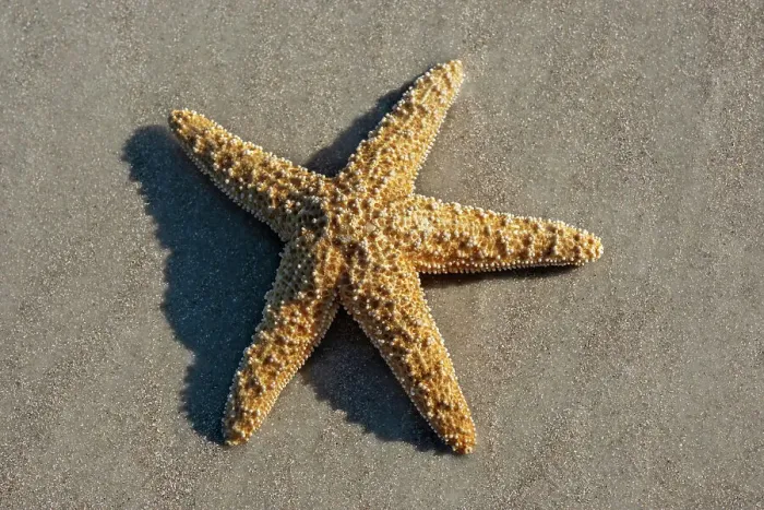 Framed Print : Giant sea star on the beach Framed Print : Giant sea star on the beach