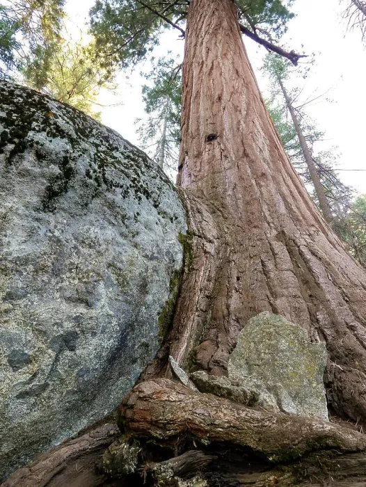 Framed Print : Giant sequoia growing against and over big boulder, Sequoia National Park, California