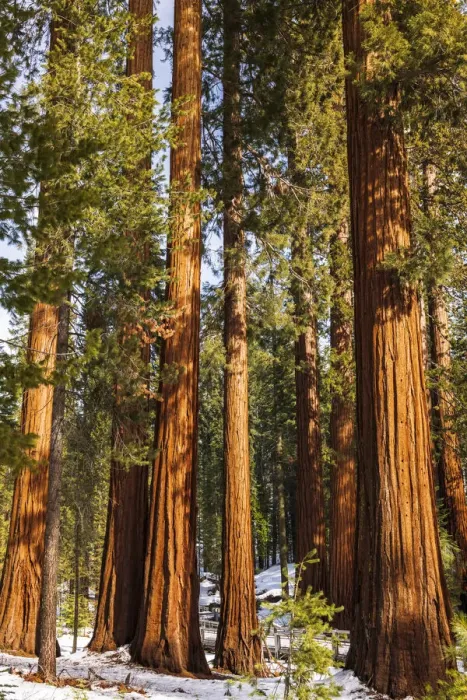 Framed Print : Giant Sequoia (Sequoiadendron giganteum) in the Mariposa Grove, Yosemite National Park, California USA Framed Print : Giant Sequoia (Sequoiadendron giganteum) in the Mariposa Grove, Yosemite National Park, California USA