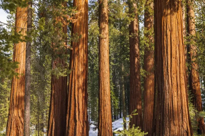 Framed Print : Giant Sequoia (Sequoiadendron giganteum) in the Mariposa Grove, Yosemite National Park, California USA