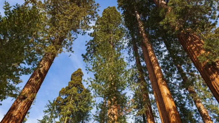 Framed Print : Giant Sequoia (Sequoiadendron giganteum) in the Mariposa Grove, Yosemite National Park, California USA Framed Print : Giant Sequoia (Sequoiadendron giganteum) in the Mariposa Grove, Yosemite National Park, California USA