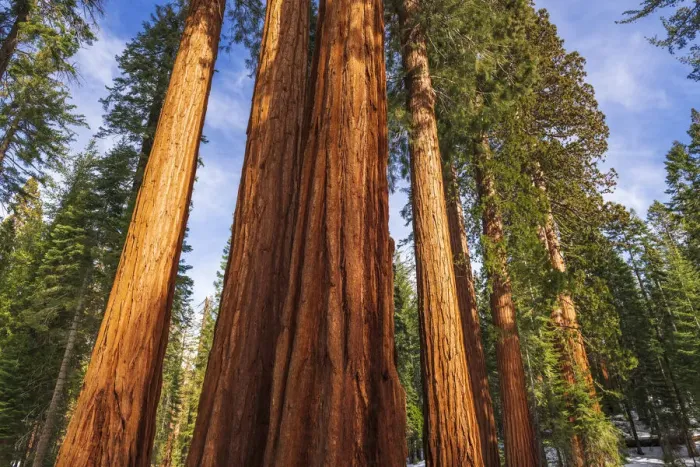 Framed Print : Giant Sequoia (Sequoiadendron giganteum) in the Mariposa Grove, Yosemite National Park, California USA