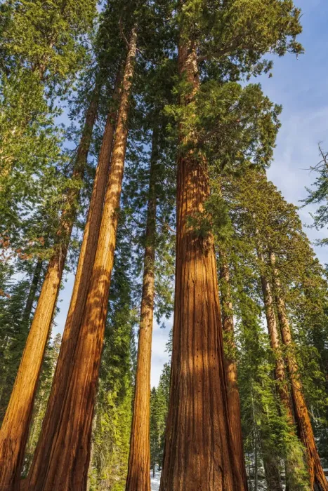 Framed Print : Giant Sequoia (Sequoiadendron giganteum) in the Mariposa Grove, Yosemite National Park, California USA Framed Print : Giant Sequoia (Sequoiadendron giganteum) in the Mariposa Grove, Yosemite National Park, California USA