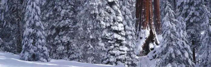 Framed Print : A Giant Sequoia in a snow covered forest of small Sequoia trees, Grant Grove, Sequoia Framed Print : A Giant Sequoia in a snow covered forest of small Sequoia trees, Grant Grove, Sequoia
