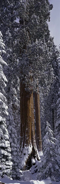 Giant Sequoia tree covered in fresh snow, Sequoia Kings Canyon National Park, California