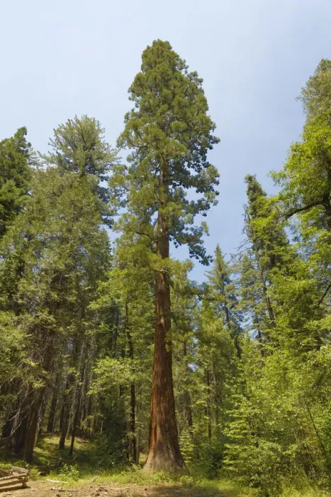 Framed Print : Giant sequoia tree, Yosemite National Park, California